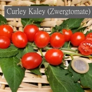 Curley Kaley (Grünkohltomate)
