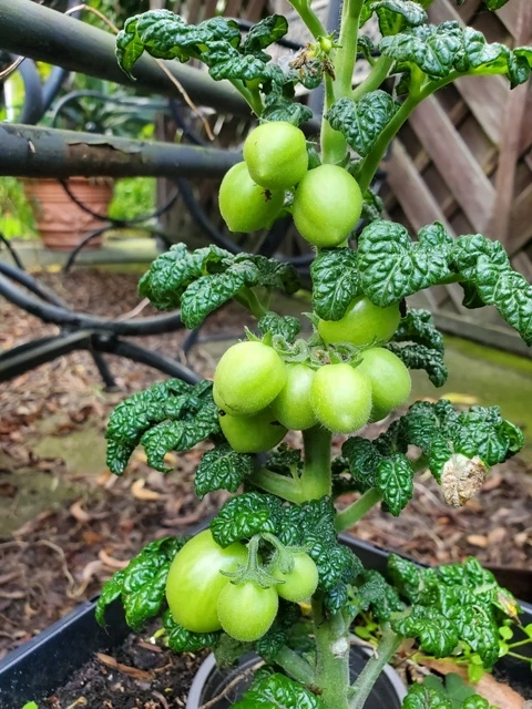 Curley Kaley (Grünkohltomate)