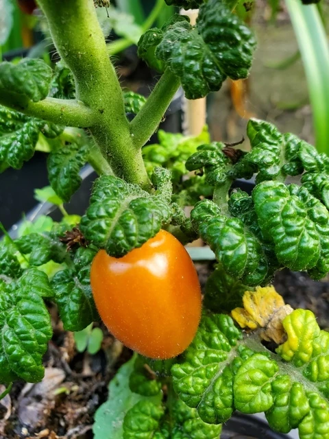 Curley Kaley (Grünkohltomate)