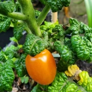 Curley Kaley (Grünkohltomate)