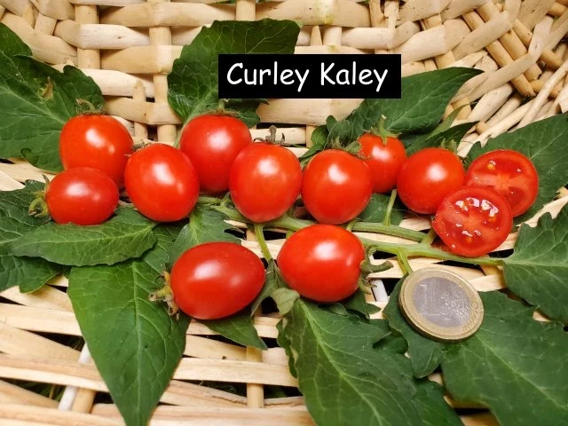 Curley Kaley (Grünkohltomate)