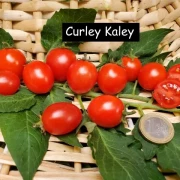 Curley Kaley (Grünkohltomate)