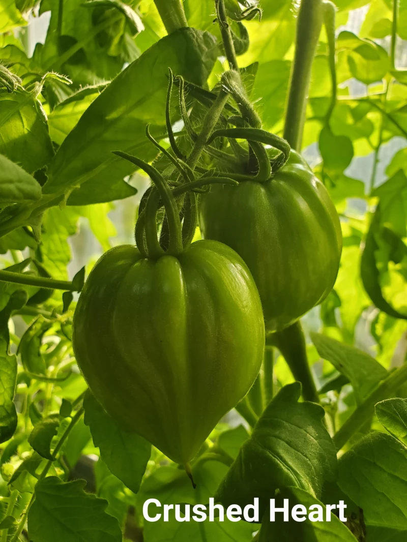 Curley Kaley (Grünkohltomate)