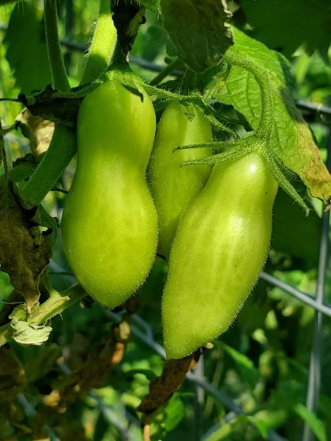 Dancing green Fingers