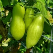 Dancing green Fingers