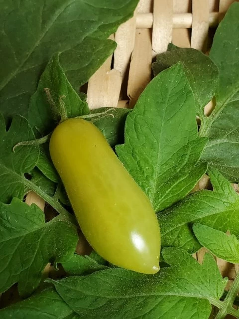 Dancing green Fingers