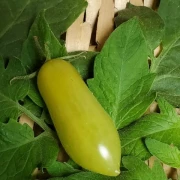 Dancing green Fingers
