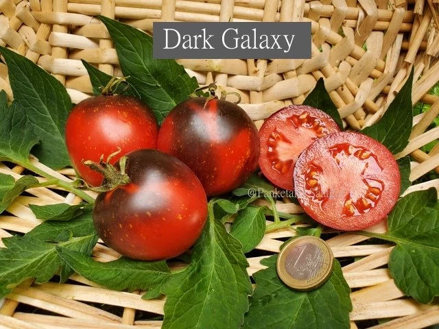 Dark Galaxy