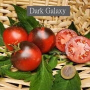 Dark Galaxy