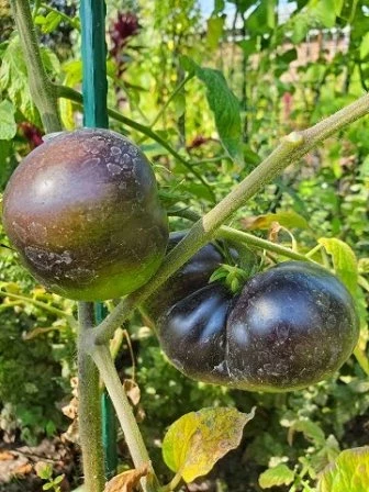 Dark Galaxy