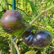 Dark Galaxy