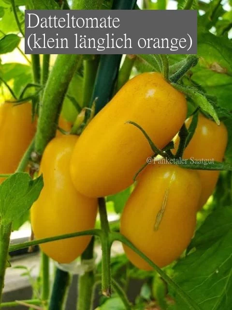 Datteltomate  (orange länglich)