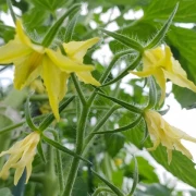 Datteltomate  (orange länglich)