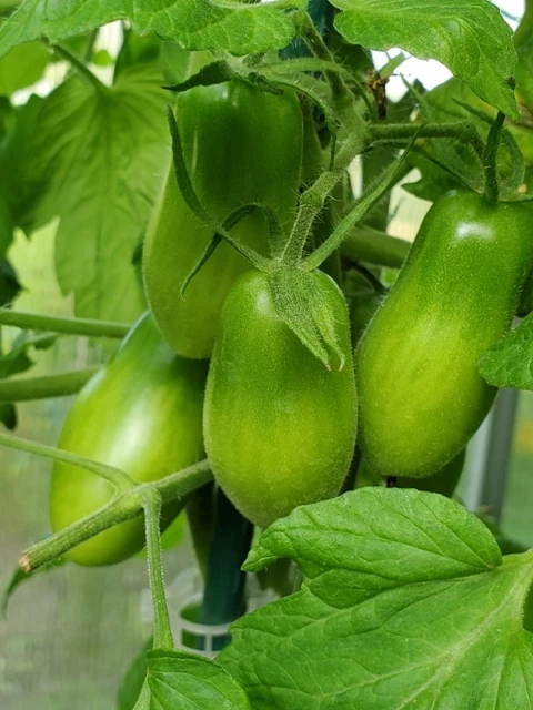 Datteltomate  (orange länglich)