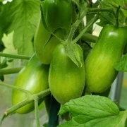 Datteltomate  (orange länglich)