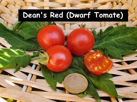 Dean's Red (Dwarf Tomate)
