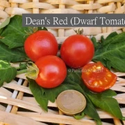 Dean's Red (Dwarf Tomate)