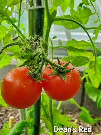 Dean's Red (Dwarf Tomate)