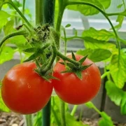 Dean's Red (Dwarf Tomate)