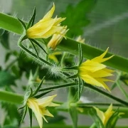 Dean's Red (Dwarf Tomate)