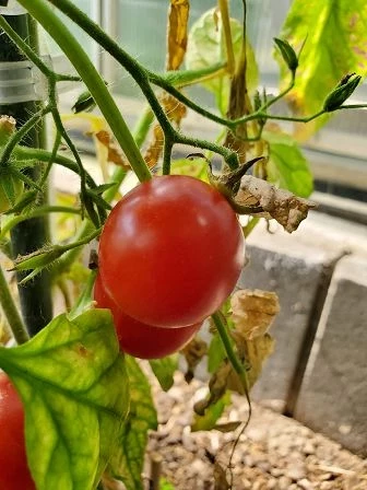Dean's Red (Dwarf Tomate)