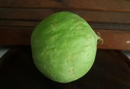 Die Limelone ist eine neue Melonen Art