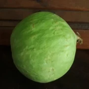 Die Limelone ist eine neue Melonen Art