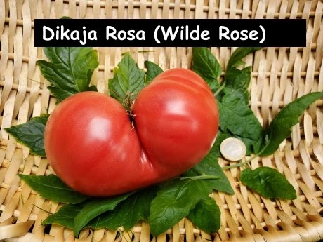 Dikaga Rosa  (wilde Rose)