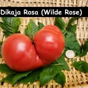 Dikaga Rosa  (wilde Rose)