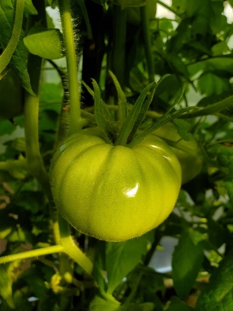 Dikaga Rosa  (wilde Rose)