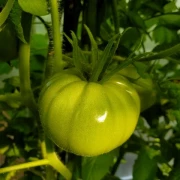 Dikaga Rosa  (wilde Rose)