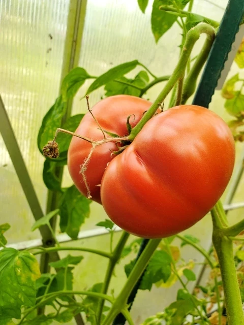 Dikaga Rosa  (wilde Rose)