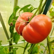 Dikaga Rosa  (wilde Rose)