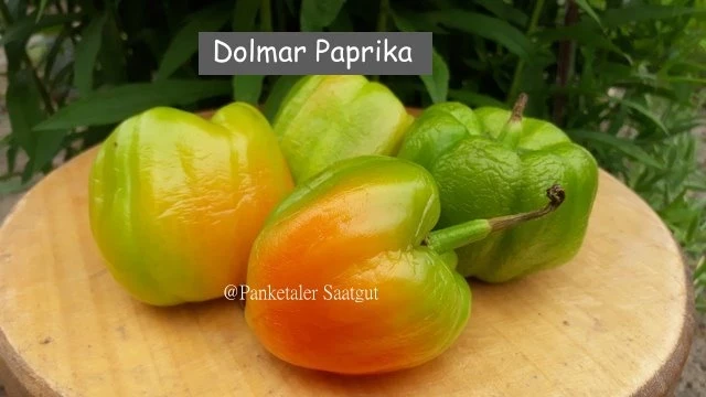 Dolma
