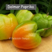 Dolma