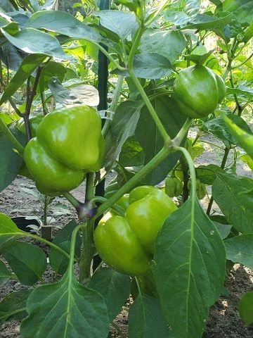 Dolma