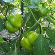 Dolma