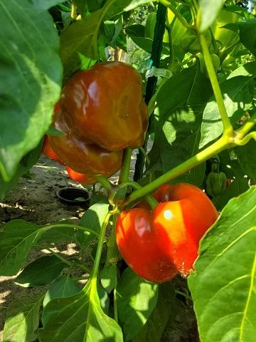Dolma