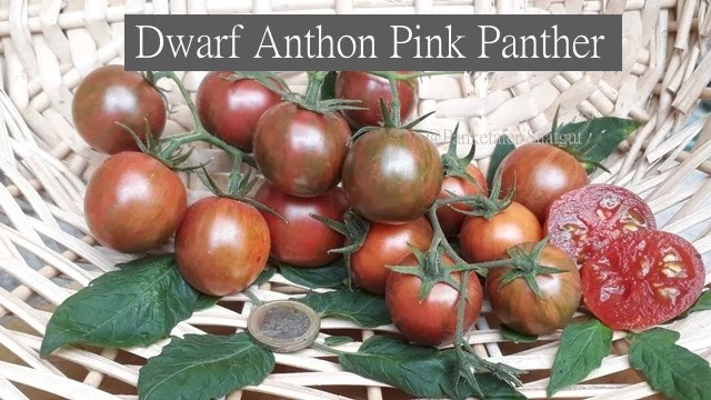 Dwarf Anthon Pink Panther