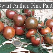 Dwarf Anthon Pink Panther