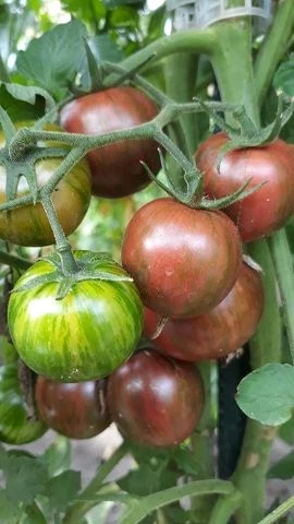 Dwarf Anthon Pink Panther