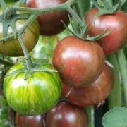 Dwarf Anthon Pink Panther