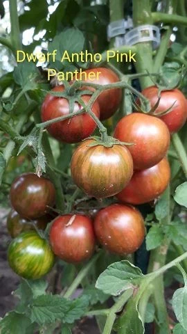 Dwarf Anthon Pink Panther
