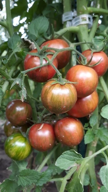 Dwarf Anthon Pink Panther