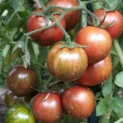 Dwarf Anthon Pink Panther