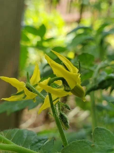 Dwarf Anthon Pink Panther