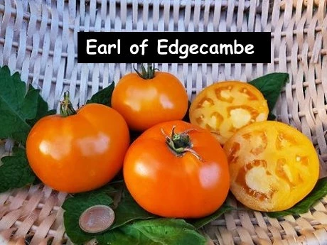 Earl of Edgecombe