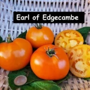 Earl of Edgecombe