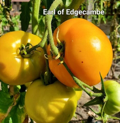 Earl of Edgecombe