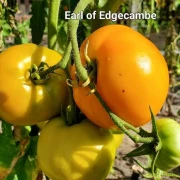 Earl of Edgecombe